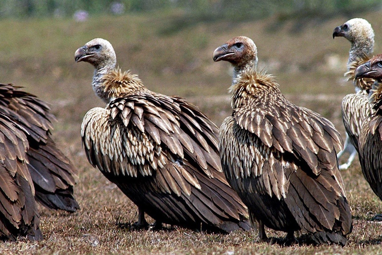 Einst gab es in Indien etwa 50 Millionen Geier, nun sind es unter 100.000 Vögel. (Archivbild)