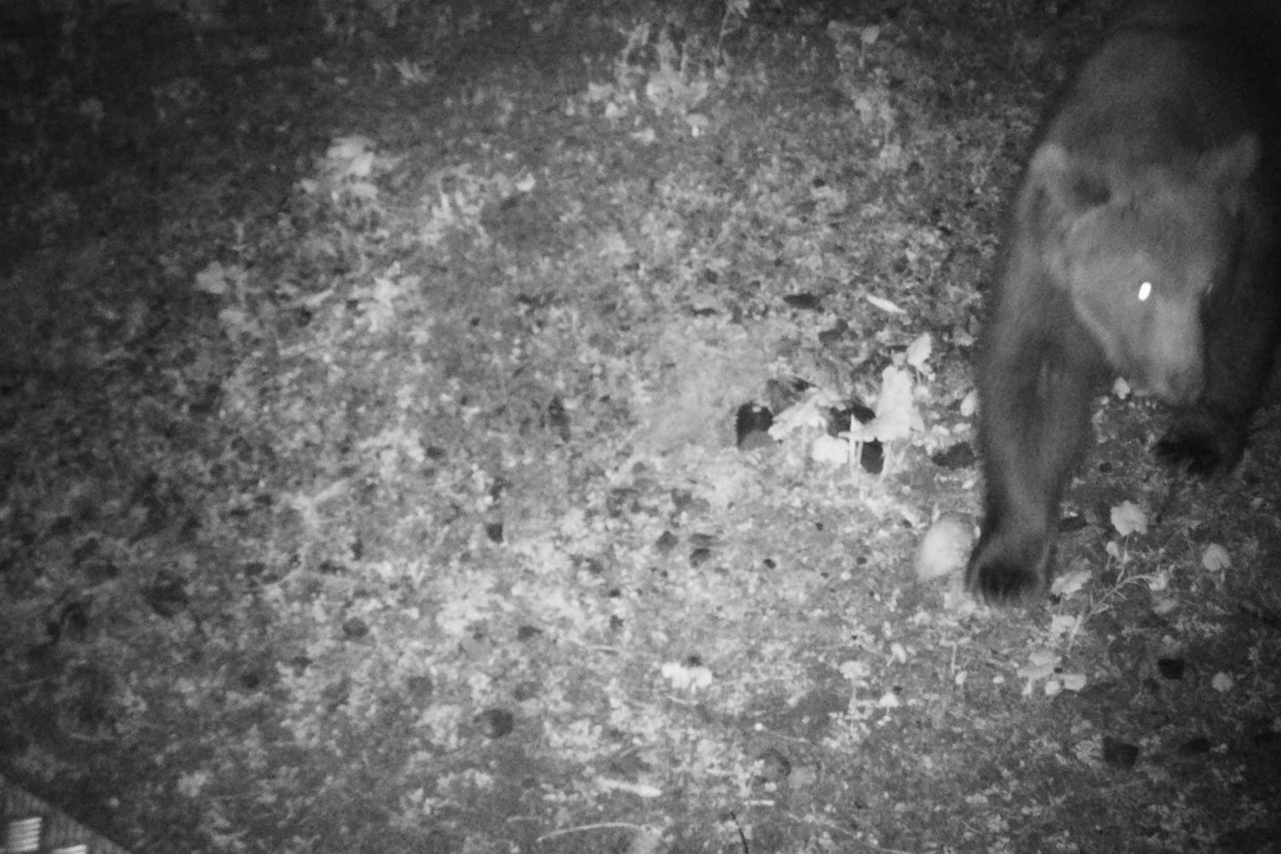 Eine Wildkamera fängt ein, wie ein Braunbär nachts durch das deutsch-österreichische Grenzgebiet tapst.