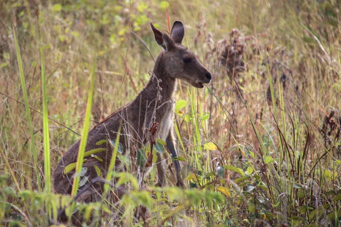 Ein Känguru hat in Australien einen 77-Jährigen getötet.