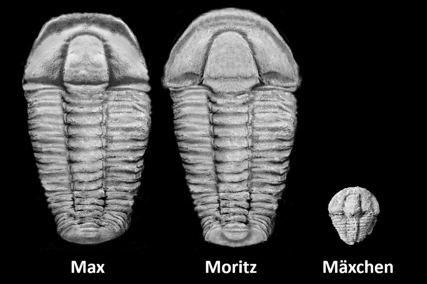 Nach den Bilderbuch-Figuren Max und Moritz wurden die neu entdeckten fossilen Arten benannt.