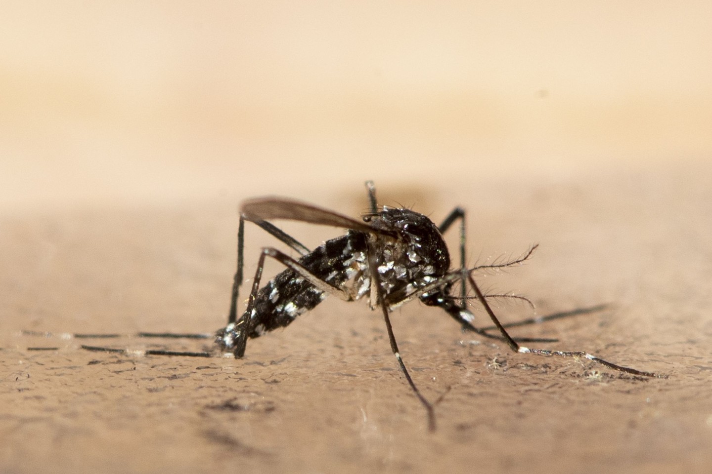 Eine Asiatische Tigermücke (Symbolbild). Experten rechnen für die kommenden Jahrzehnte mit deutlich mehr Infektionskrankheiten durch den Klimawandel.