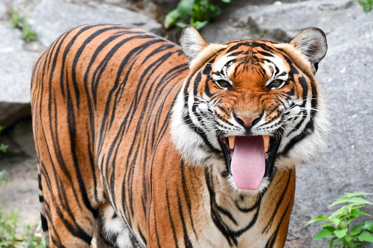 Indochinesische Tiger sind in vielen Ländern bereits ausgestorben. (Archivbild)