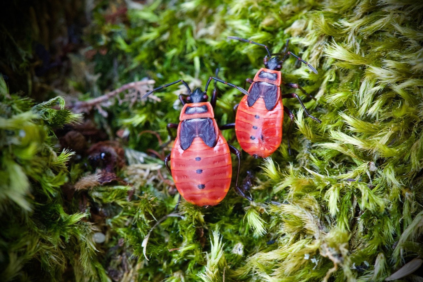 Die Feuerwanze lebt meist am Boden und ist ungefährlich. Die schwarz-roten Tiere treten zumeist in Gruppen auf und kündigen den Frühling an.