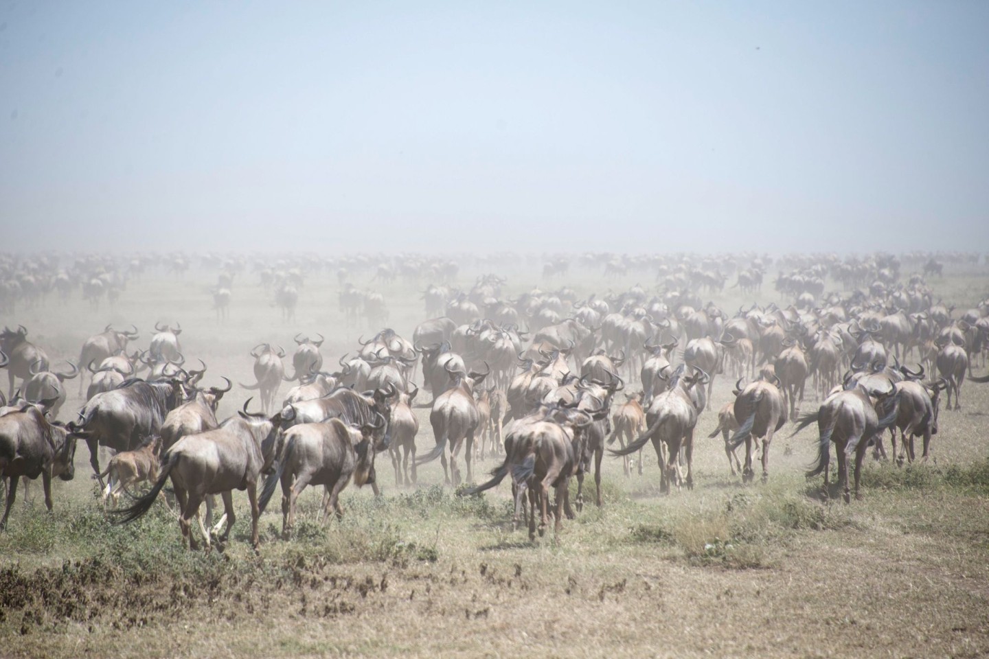 Auf der Suche nach Nahrung wandern Gnus Tausende Kilometer weit. (Archivfoto)