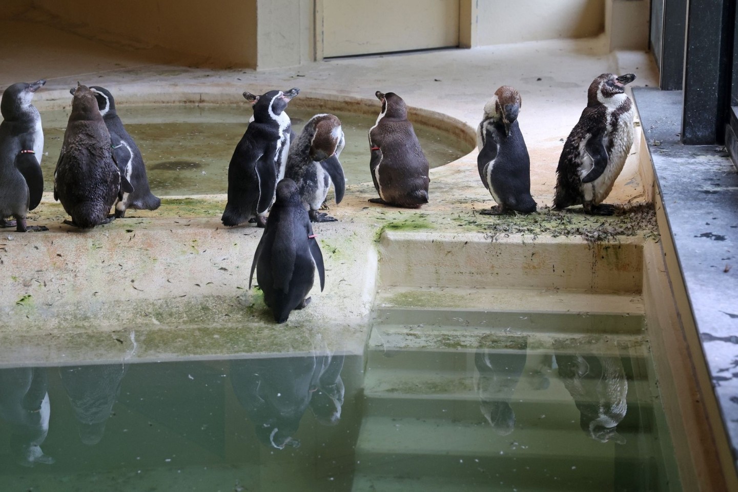 Die Humboldtpinguine im Rostocker Zoo werden vorsorglich im benachbarten Pelikan-Haus untergebracht.