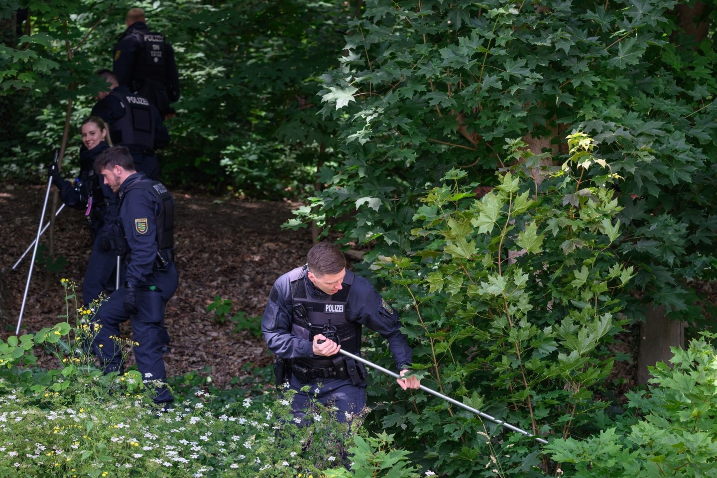 Polizisten suchen mit Suchstangen in einem Waldstück bei Döbeln nach der vermissten Grundschülerin.