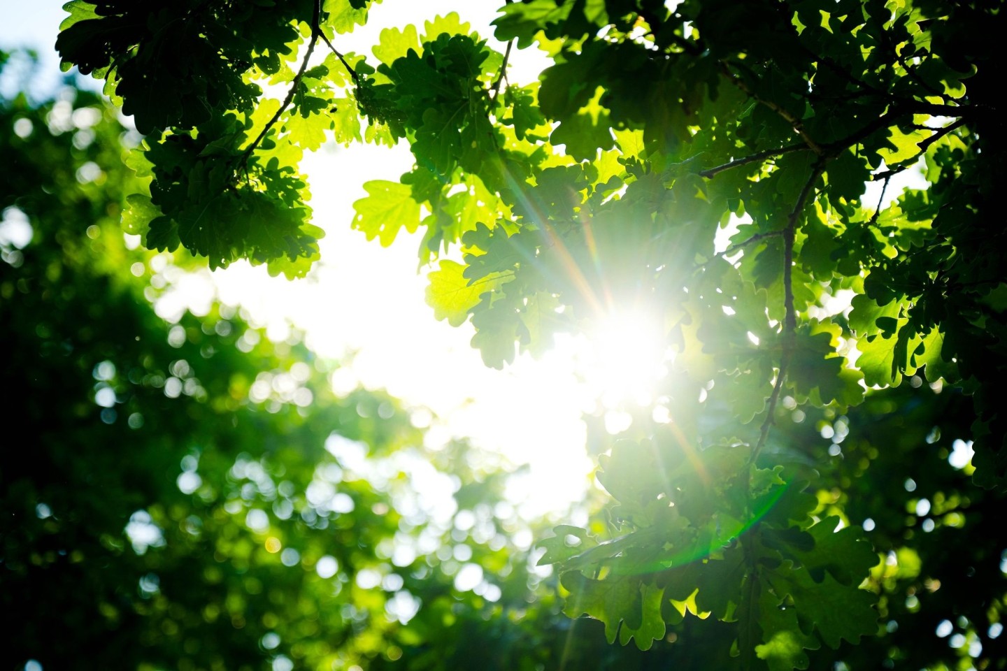 Trotz des vielen Regens war das Frühjahr so warm wie noch nie.