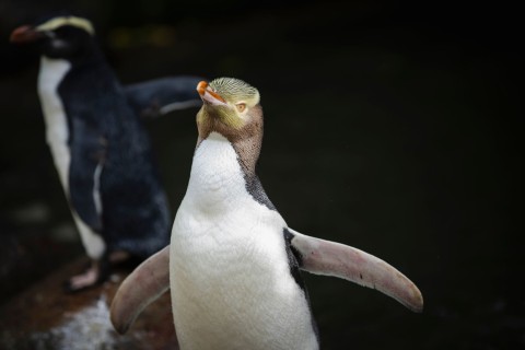 Seltener Pinguin: Hoiho ist Neuseelands Vogel des Jahres