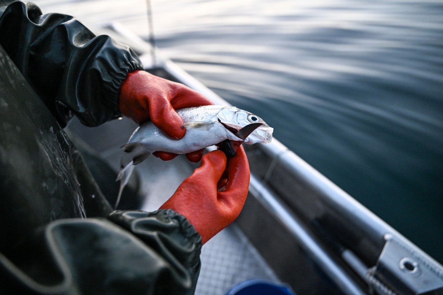 Der Bodensee-Fisch schlechthin: Felchen