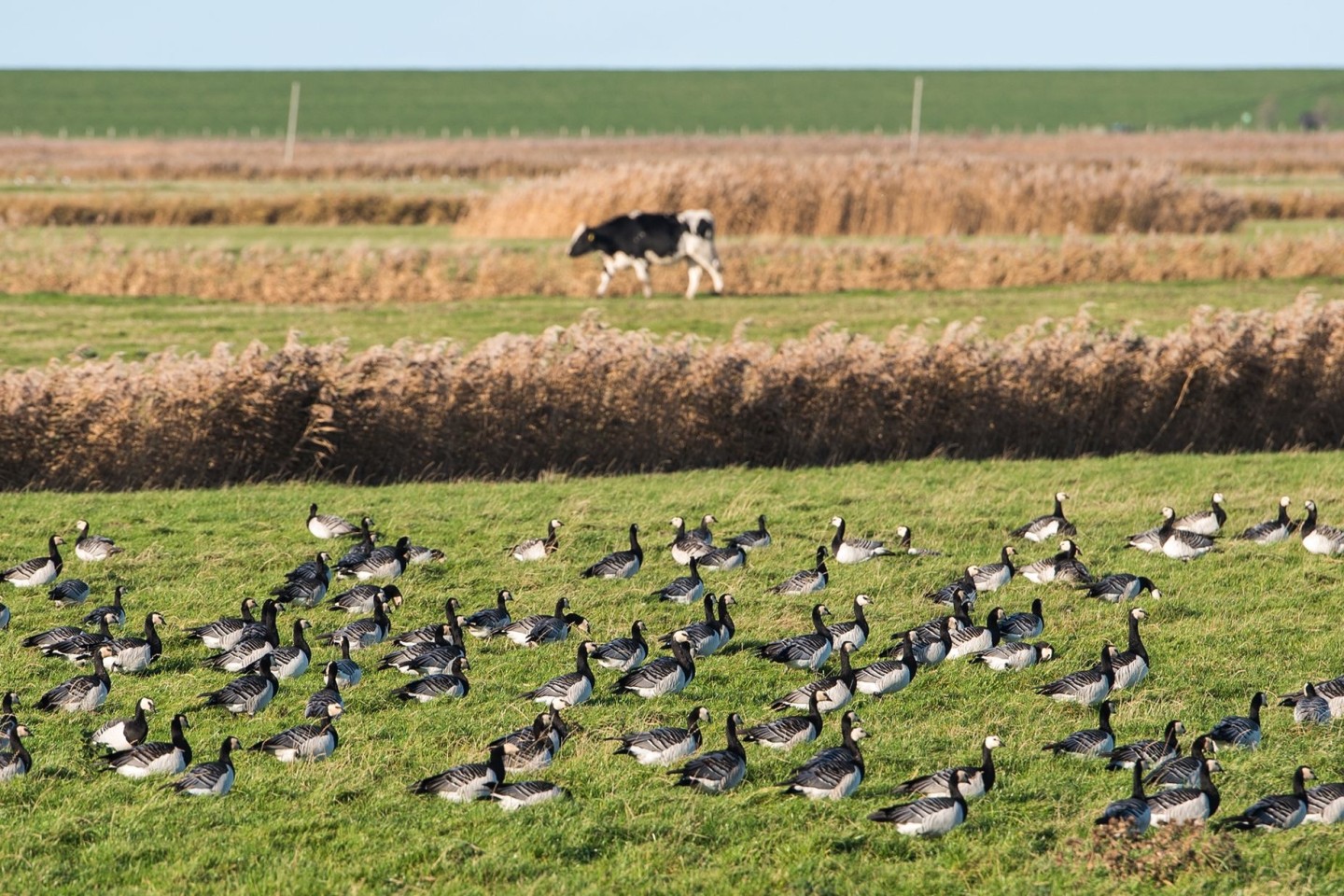 DIe Vogelgrippe hat sich weltweit ausgebreitet. (Archivbild)