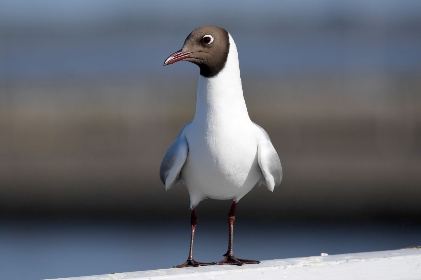 Vermutlich ist die Lachmöwe Überträgerin der Vogelgrippe in Finnland.