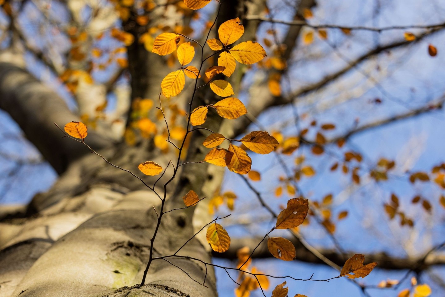 Ein Baum mit herbstlichem Laub im Stadtwald von Düsseldorf.