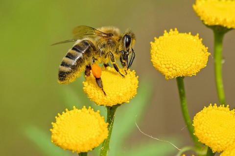 Erhöhte Wespen-, Bienen- und Hornissenaktivität in Schloß Holte-Stukenbrock